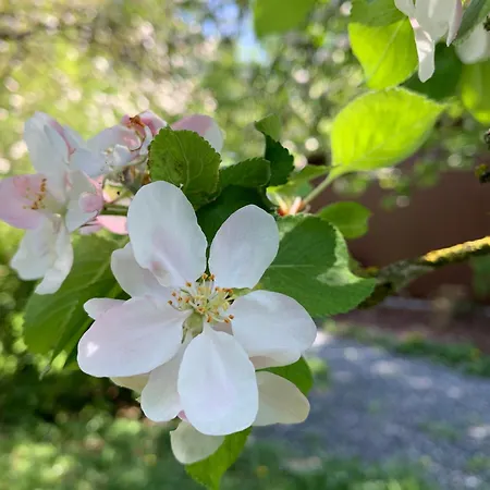 Chalet En Pleine Nature - Le 