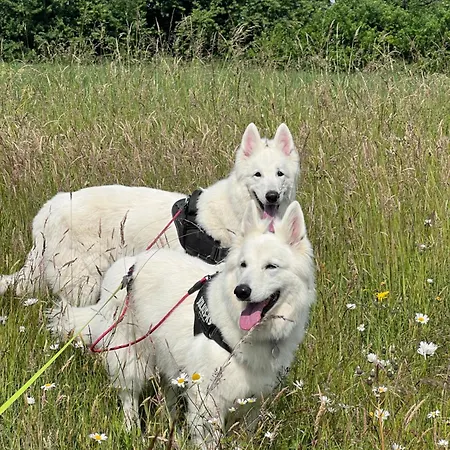 Clos Des Chevreuils - Le Chalet *